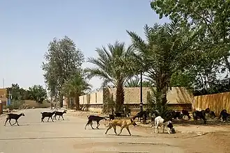 Illizi : Scène de rue dans un quartier résidentiel