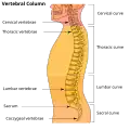 Colonne vertébrale.