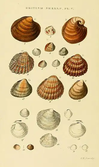 Description de l'image Illustrated Index of British Shells Plate 05.jpg.