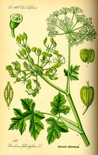 Description de l'image Illustration Heracleum sphondylium0.jpg.