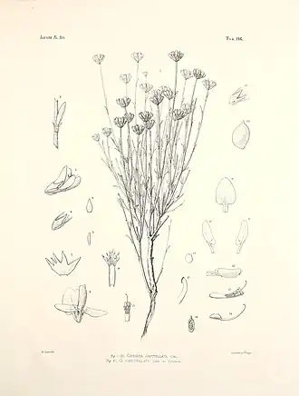 Description de l'image Illustrationes florae Atlanticae (Tab. 116) BHL36878598.jpg.