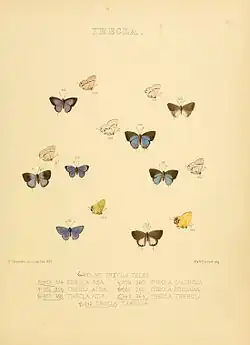 Description de l'image IllustrationsDiurnalLepidopteraPlate57.jpg.