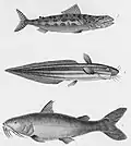 1-Pimélode commersonnien 2-Variété du plotose anguillé 3-Salmone varié.