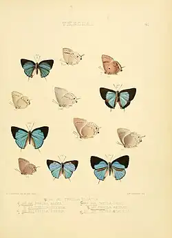 planche regroupant des lépidoptères diurnes (12 papillons)