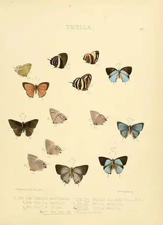 Description de l'image Illustrations of diurnal Lepidoptera 50.jpg.