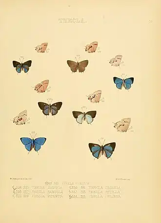 Description de l'image Illustrations of diurnal Lepidoptera 55.jpg.