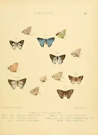 Description de l'image Illustrations of diurnal Lepidoptera 62.jpg.