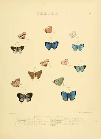 Description de l'image Illustrations of diurnal Lepidoptera 70.jpg.
