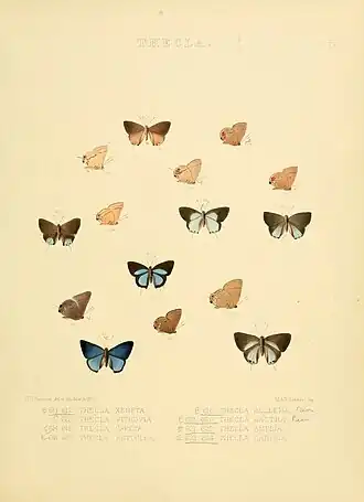 Description de l'image Illustrations of diurnal Lepidoptera 77.jpg.
