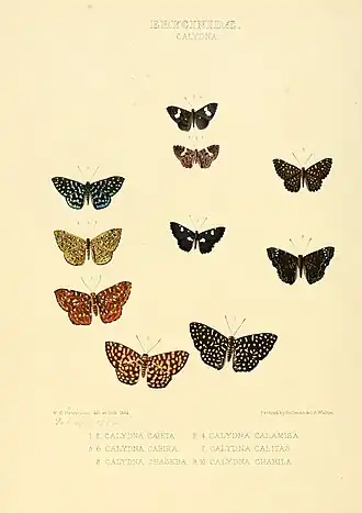 Description de l'image Illustrations of new species of exotic butterflies Calydna I.jpg.