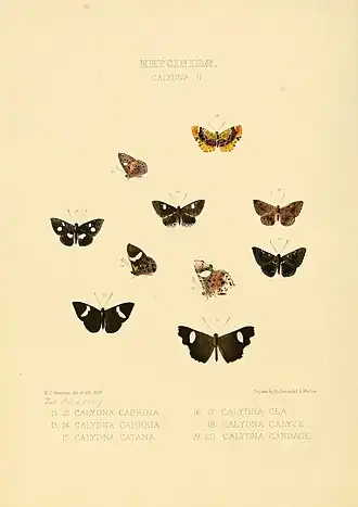 Description de l'image Illustrations of new species of exotic butterflies Calydna II.jpg.