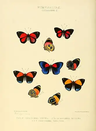 Description de l'image Illustrations of new species of exotic butterflies Catagramma II.jpg.