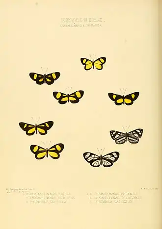 Description de l'image Illustrations of new species of exotic butterflies Chamaelimnas & Ithomiola.jpg.