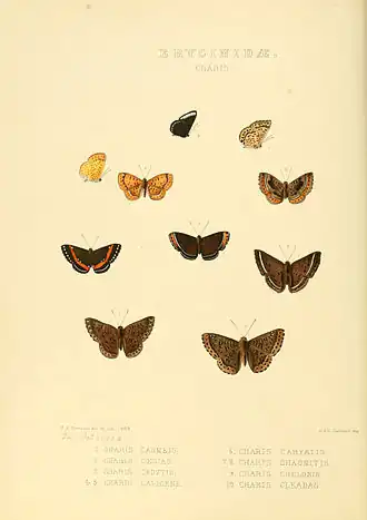 Description de l'image Illustrations of new species of exotic butterflies Charis I.jpg.