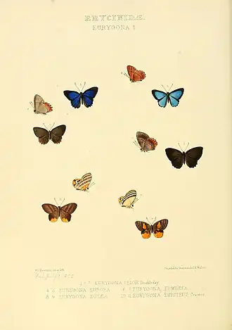 Description de l'image Illustrations of new species of exotic butterflies Eurygona I.jpg.