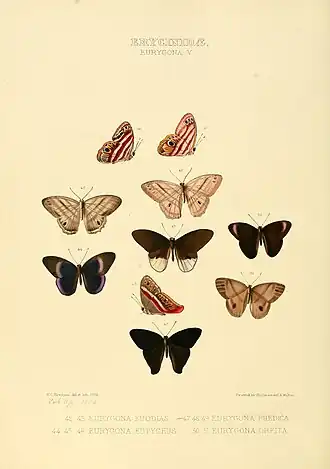 Description de l'image Illustrations of new species of exotic butterflies Eurygona V.jpg.