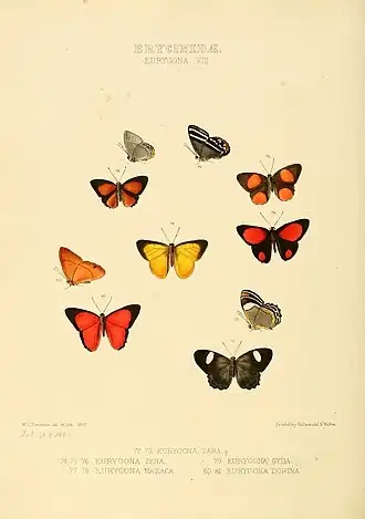 Description de l'image Illustrations of new species of exotic butterflies Eurygona VIII.jpg.
