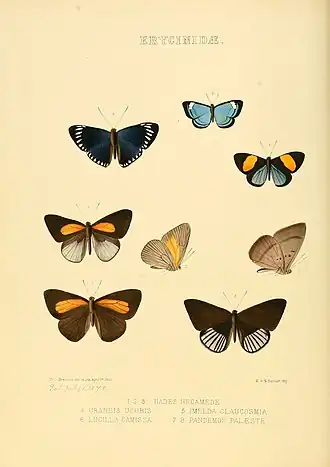Description de l'image Illustrations of new species of exotic butterflies Hades, Uraneis, &c.jpg.