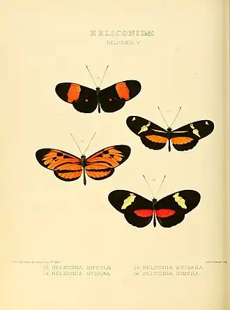 Description de l'image Illustrations of new species of exotic butterflies Heliconia V.jpg.