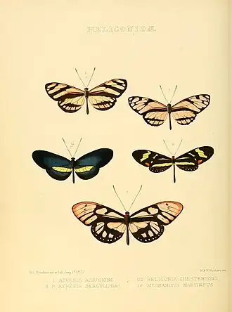 Description de l'image Illustrations of new species of exotic butterflies Heliconidae.jpg.