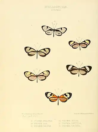 Description de l'image Illustrations of new species of exotic butterflies Ithomia III.jpg.