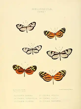 Description de l'image Illustrations of new species of exotic butterflies Ithomia V.jpg.