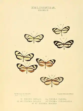 Description de l'image Illustrations of new species of exotic butterflies Ithomia XI.jpg.
