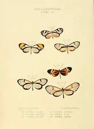 Description de l'image Illustrations of new species of exotic butterflies Ithomia XX.jpg.