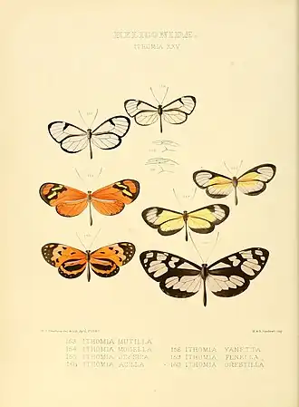 Description de l'image Illustrations of new species of exotic butterflies Ithomia XXV.jpg.