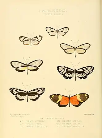 Description de l'image Illustrations of new species of exotic butterflies Ithomia XXXIII.jpg.