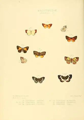 Description de l'image Illustrations of new species of exotic butterflies Lemonias IV.jpg.