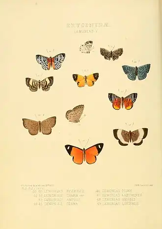 Description de l'image Illustrations of new species of exotic butterflies Lemonias V.jpg.