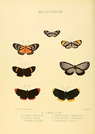 Description de l'image Illustrations of new species of exotic butterflies Limnas, Ithomeis &c.jpg.