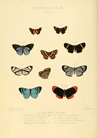 Description de l'image Illustrations of new species of exotic butterflies Limnas &c.jpg.