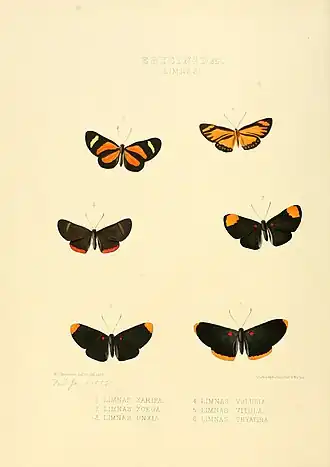Description de l'image Illustrations of new species of exotic butterflies Limnas I.jpg.
