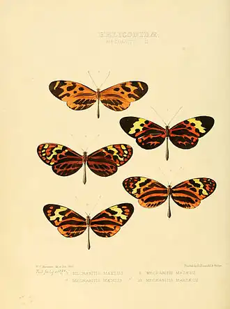 Description de l'image Illustrations of new species of exotic butterflies Mechanitis II.jpg.