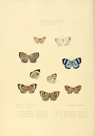 Description de l'image Illustrations of new species of exotic butterflies Mesosemia III.jpg.