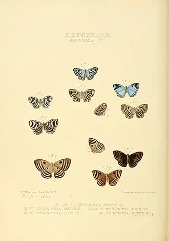 Description de l'image Illustrations of new species of exotic butterflies Mesosemia IV.jpg.