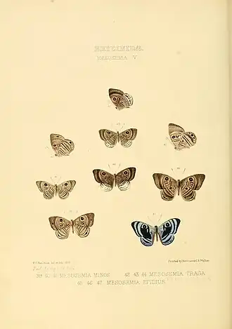 Description de l'image Illustrations of new species of exotic butterflies Mesosemia V.jpg.