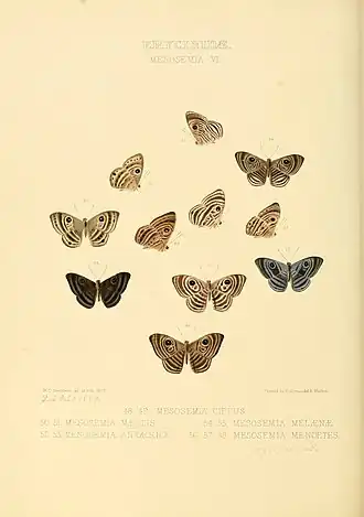 Illustration de différent Mesosemia