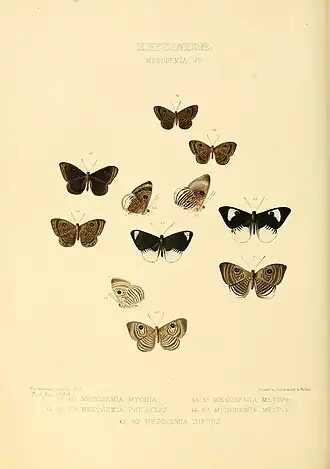 Description de l'image Illustrations of new species of exotic butterflies Mesosemia VII.jpg.