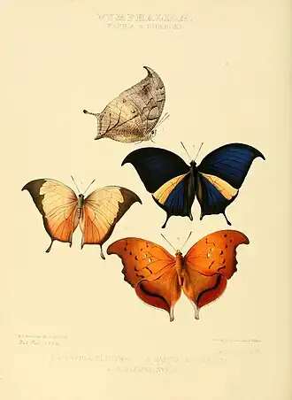 Description de l'image Illustrations of new species of exotic butterflies Paphia & Siderone.jpg.