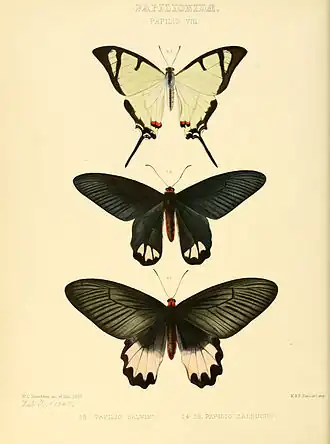 Description de l'image Illustrations of new species of exotic butterflies Papilio VIII.jpg.
