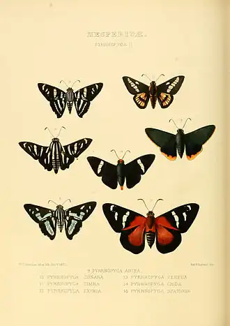 Description de l'image Illustrations of new species of exotic butterflies Pyrrhopyga II (1871).jpg.