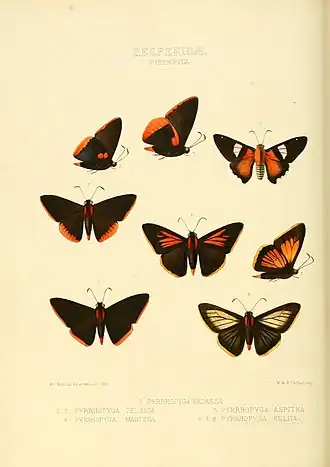 Description de l'image Illustrations of new species of exotic butterflies Pyrrhopyga I (1866).jpg.