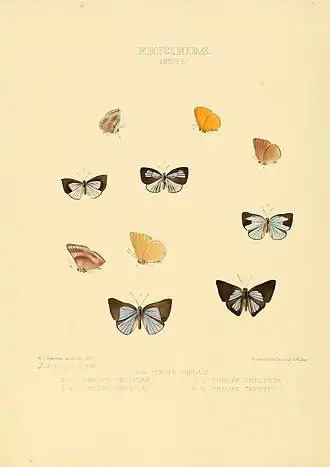 Description de l'image Illustrations of new species of exotic butterflies Theope.jpg.