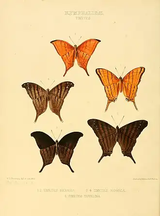Description de l'image Illustrations of new species of exotic butterflies Timetes.jpg.