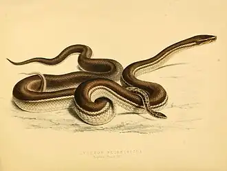 Description de l'image Illustrations of the zoology of South Africa (6263334965).jpg.