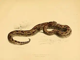 Bitis cornuta