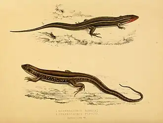 Description de l'image Illustrations of the zoology of South Africa (6263864454).jpg.